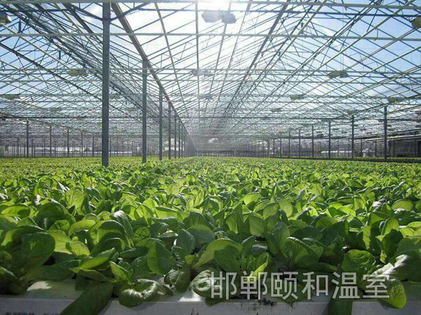 連棟陽光板溫室 (8)