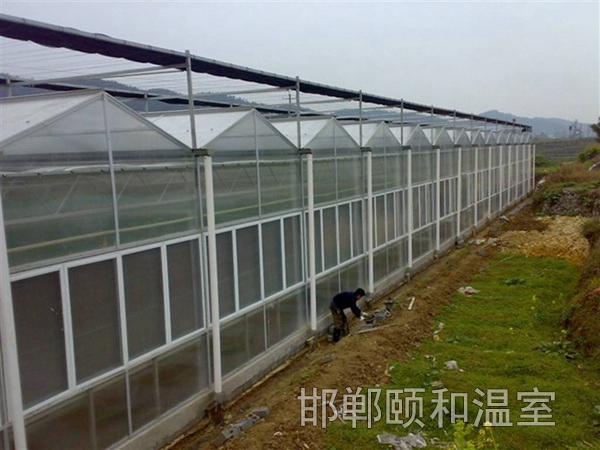 連棟陽光板溫室 (7)