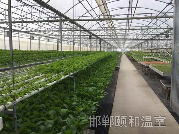 連棟薄膜溫室 (8)