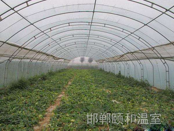 連棟薄膜溫室 (4)